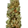 Lemon G is the pride of Ohio, representing the Midwest among all the Dutch and West Coast strains out there. Potent and invigorating, this strain descends..