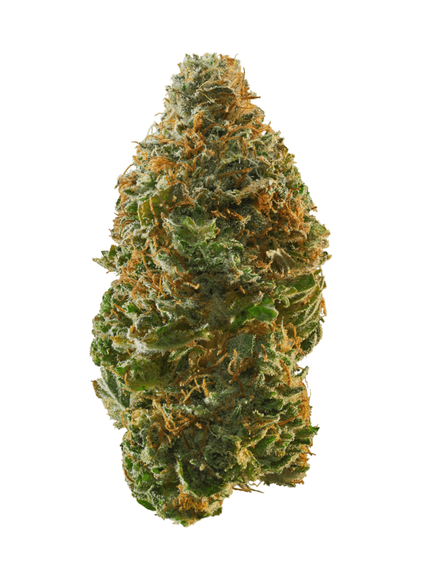 99 Problems is a weed strain. Reviewers on Leafly say this strain makes them feel creative, energetic, and focused. 99 Problems has 21% THC