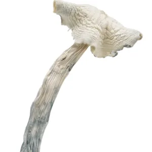 Albino Amazonian is a special psilocybin cubensis mushroom strain. Amazonian is an OG classic magic mushroom strain and long-time favourite of ‘shroom lovers.