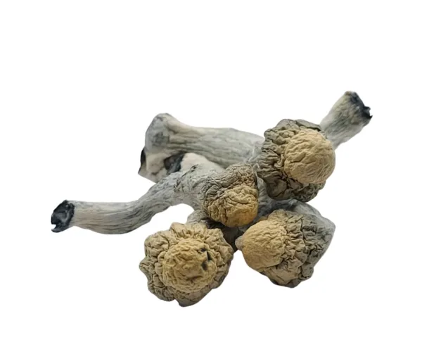 Albino MVP – a premium mushroom strain known for its potent effects and smooth experience. Perfect for those seeking deep exploration and euphoria. Buy online now with fast, discreet shipping