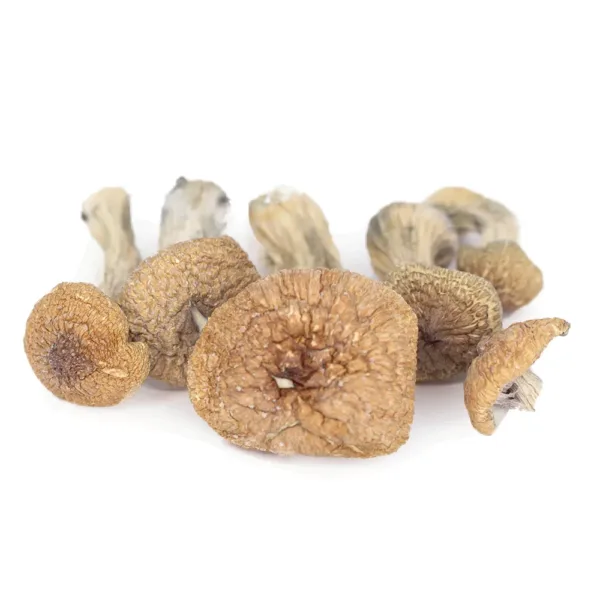 Burma Mushrooms – a classic and potent strain known for its euphoric, uplifting effects and mild, smooth visuals. Ideal for those looking for a balanced and enjoyable experience. Buy online now with fast, discreet shipping