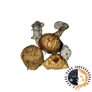 Eclipse Mushrooms – a powerful and rare strain known for its deep, introspective effects and intense visual experiences. Perfect for users seeking a transformative, mind-expanding journey. Buy online now with fast, discreet shipping