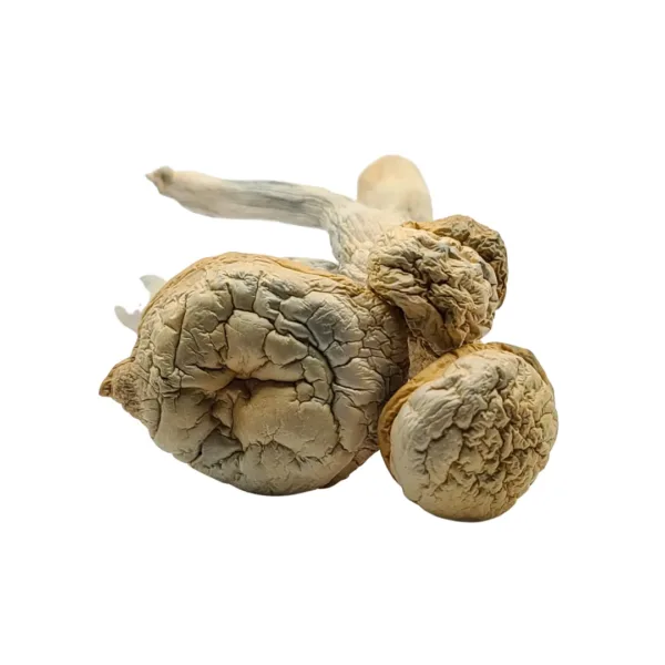 Green Cap Thrasher Mushrooms – a potent and energizing strain known for its vivid visuals and intense euphoric effects. Perfect for users looking for an uplifting and mind-expanding journey. Buy online now with fast, discreet shipping