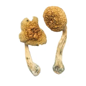 African Transkei Magic Mushrooms (Psilocybe Cubensis, African Transkei), aka South African Transkei (SAT) is the first and one of the only P. Cubensis strain originating out of the continent of Africa. It is …